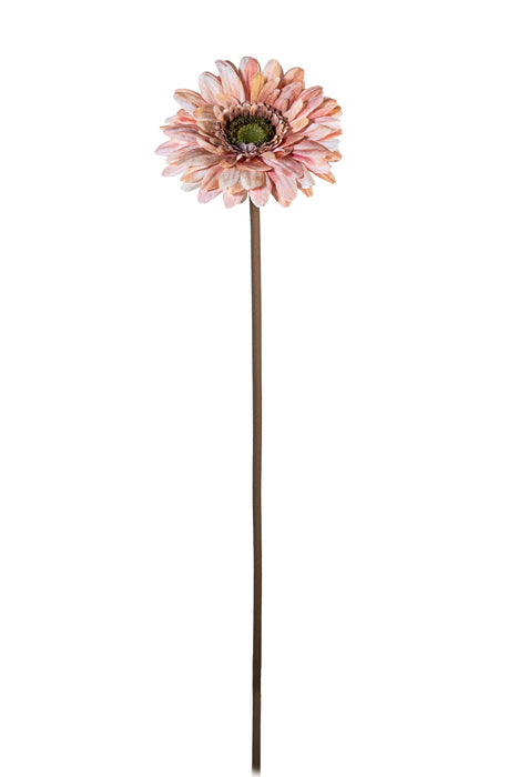 Gerbera rosa antico
