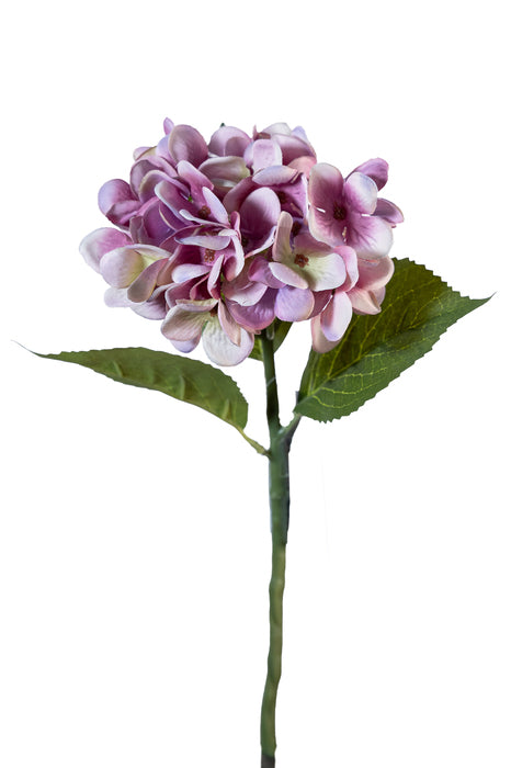 Pick ortensia malva