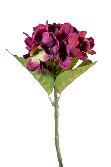 Pick ortensia viola