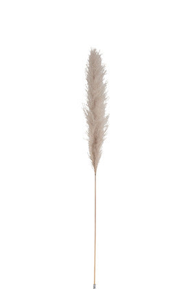 Ramo Erbe Delle Pampas Secche Naturale Medium 137CM