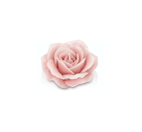 ROSA PICCOLA NEW CIPRIA