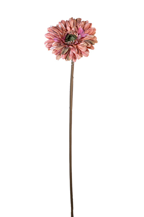 Gerbera malva
