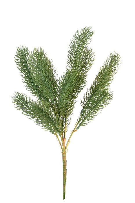 Rametto di pino verde