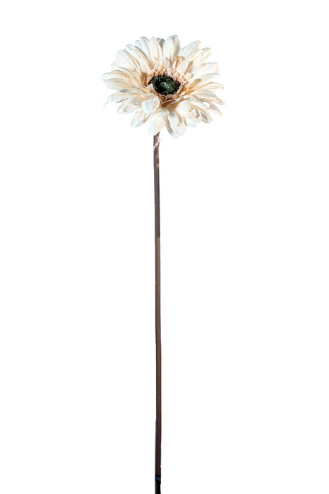 Gerbera avorio