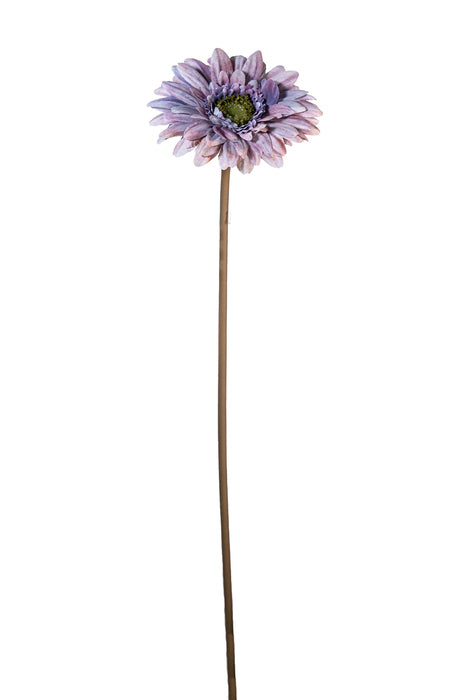 Gerbera lilla