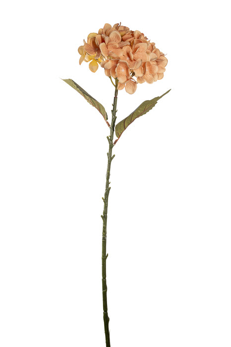 Fiore ortensia pesca
