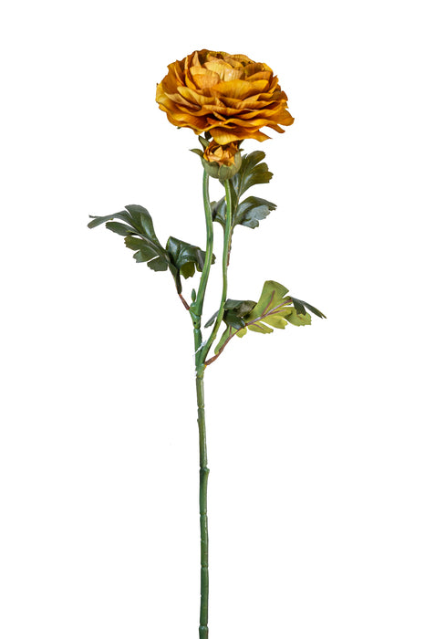 Ranuncolo senape