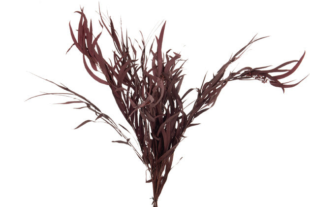 Mazzo Eucalipto Selvatico Secco Bordeaux (20X20X87CM)