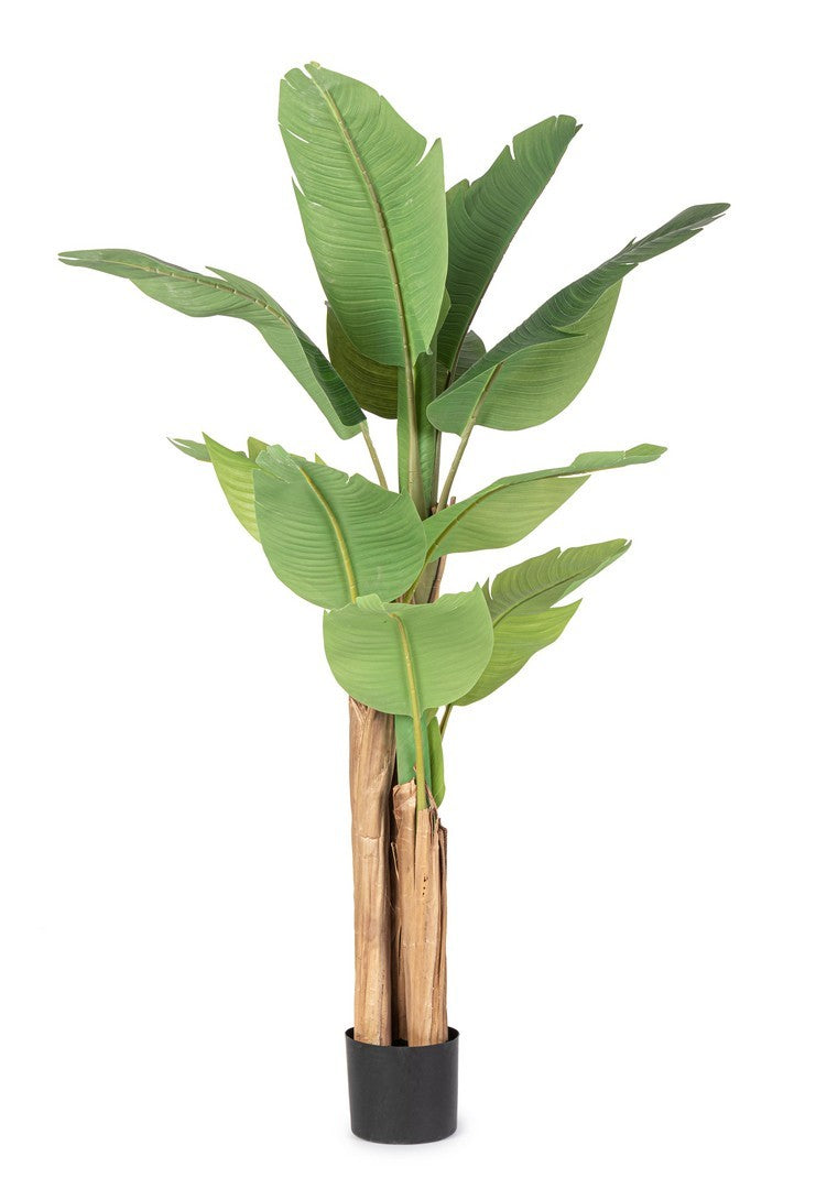 PIANTE DECORATIVE