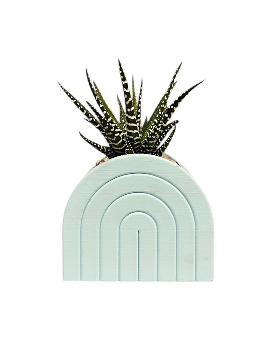 VASO ARCOBALENO CON PIANTA GRASSA IN CERAMICA AZZURRO