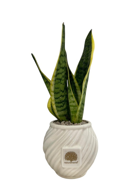 SANSEVIERA IN VASO SPIRALE IN CERAMICA BIANCO