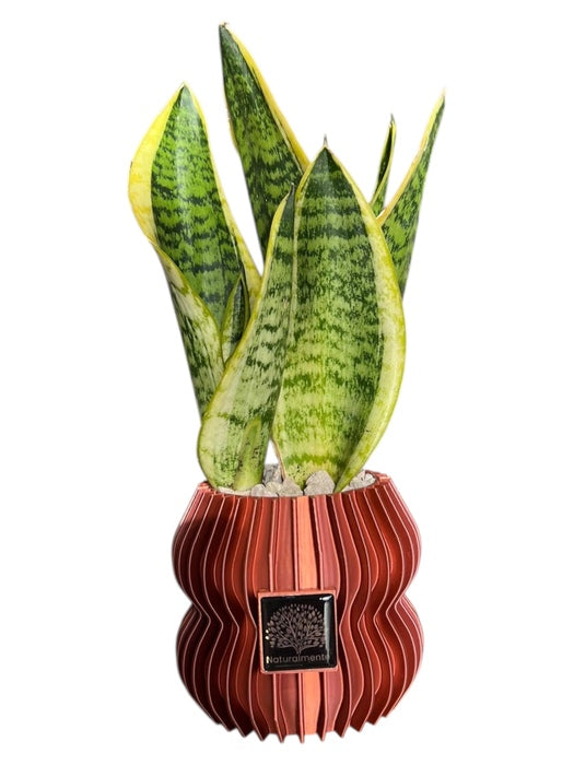 VASO SANSEVIERA GRANDE ARANCIO METALLIZZATO