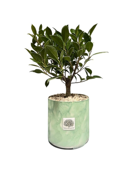 PIANTA FICUS IN VASO NUVOLA IN VETRO VERDE