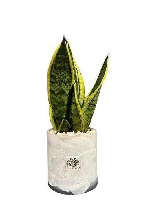 PIANTA IN VASO NUVOLA IN VETRO BIANCO