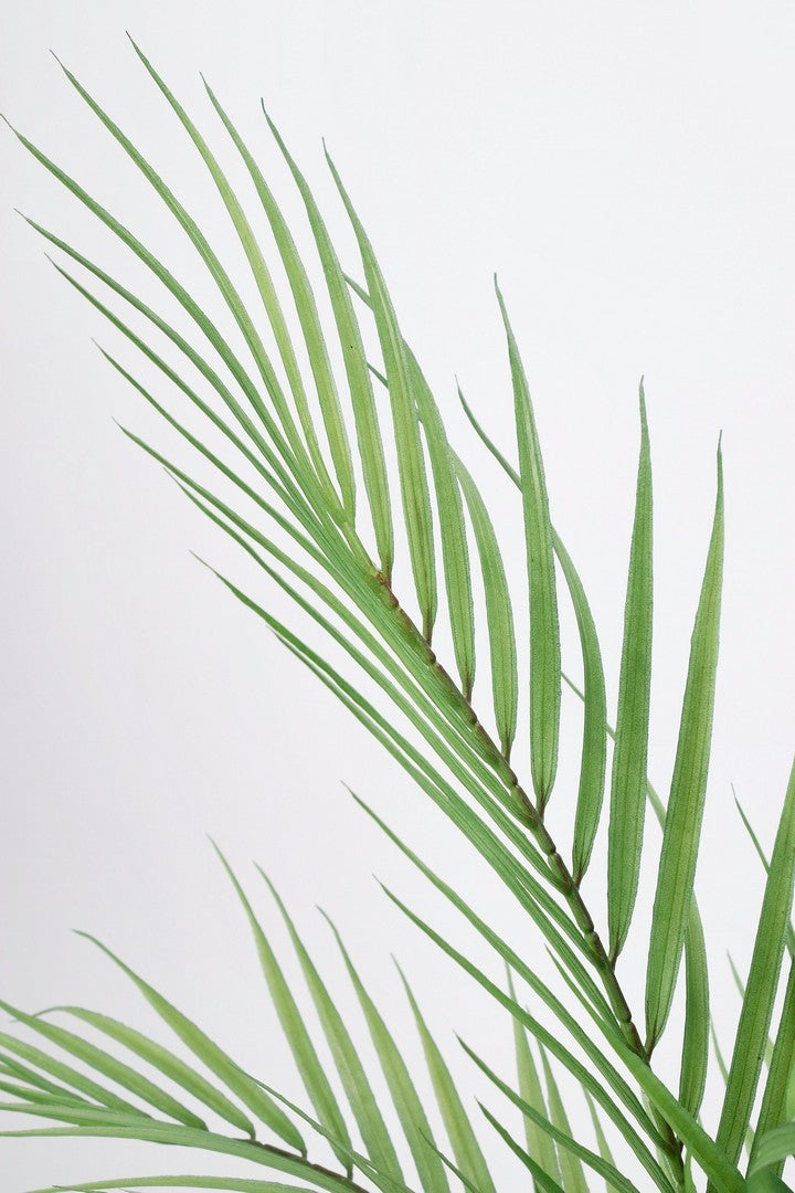 PIANTA PALMA IN VASO