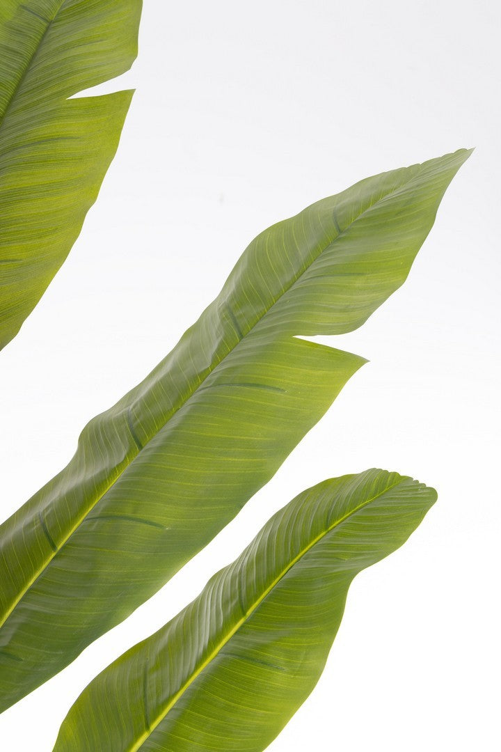 PIANTA BANANO
