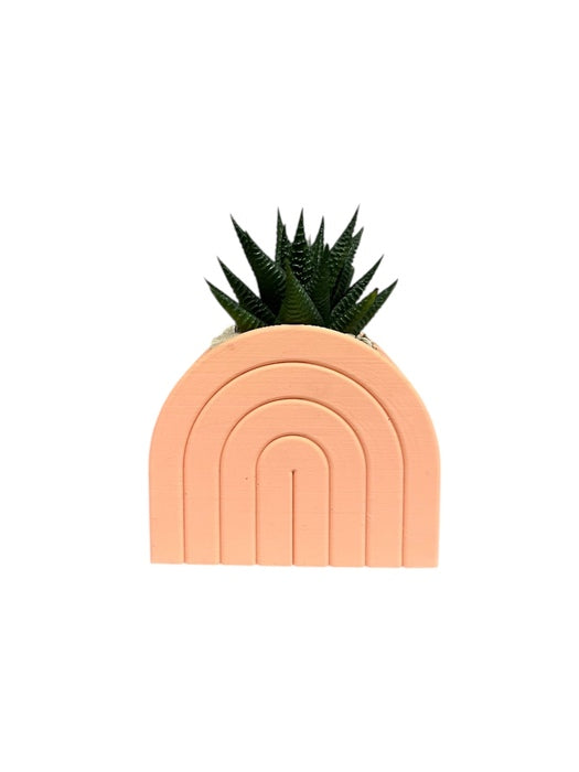 VASO ARCOBALENO CON PIANTA GRASSA IN CERAMICA