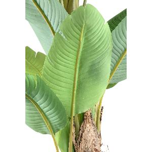 PIANTA BANANO LARGE