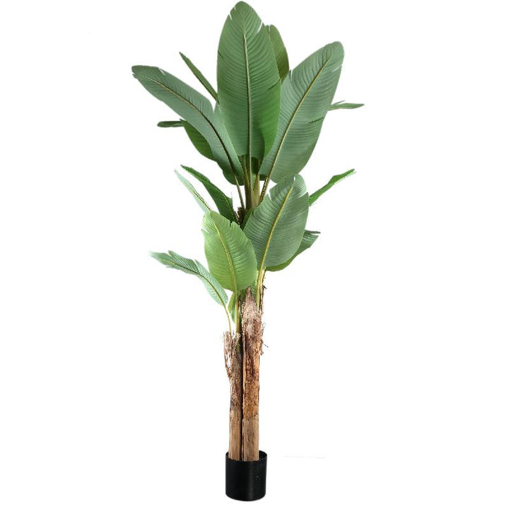 PIANTA BANANO LARGE