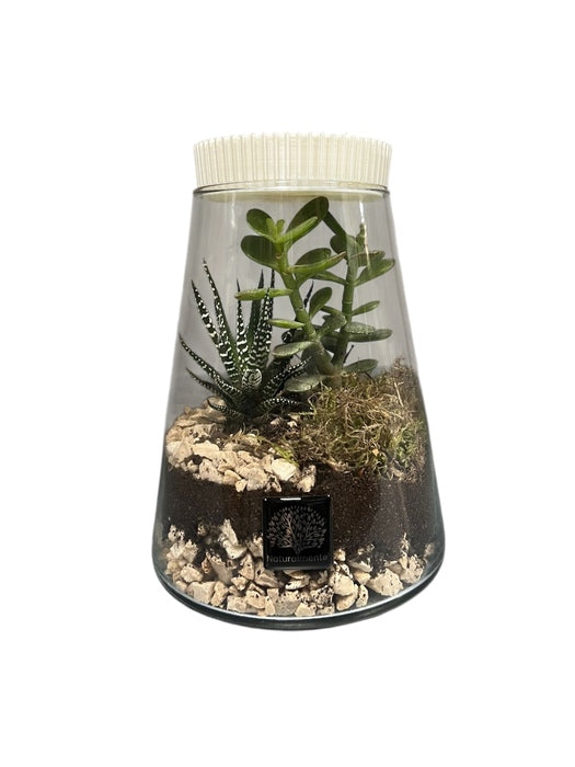 VASO IN VETRO CON PIANTE GRASSE TERRARIUM BIANCO METALLIZZATO