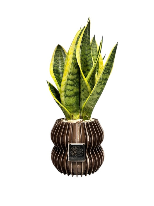 VASO CON SANSEVIERA GRANDE TORTORA METALLIZZATO