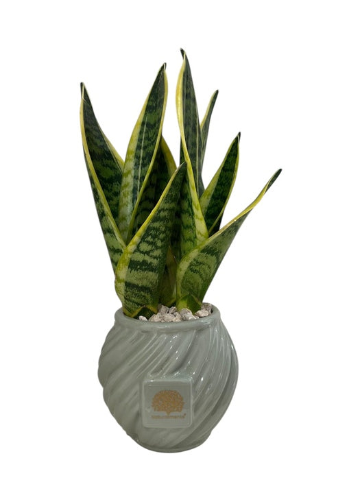SANSEVIERA IN VASO SPIRALE IN CERAMICA VERDE SALVIA