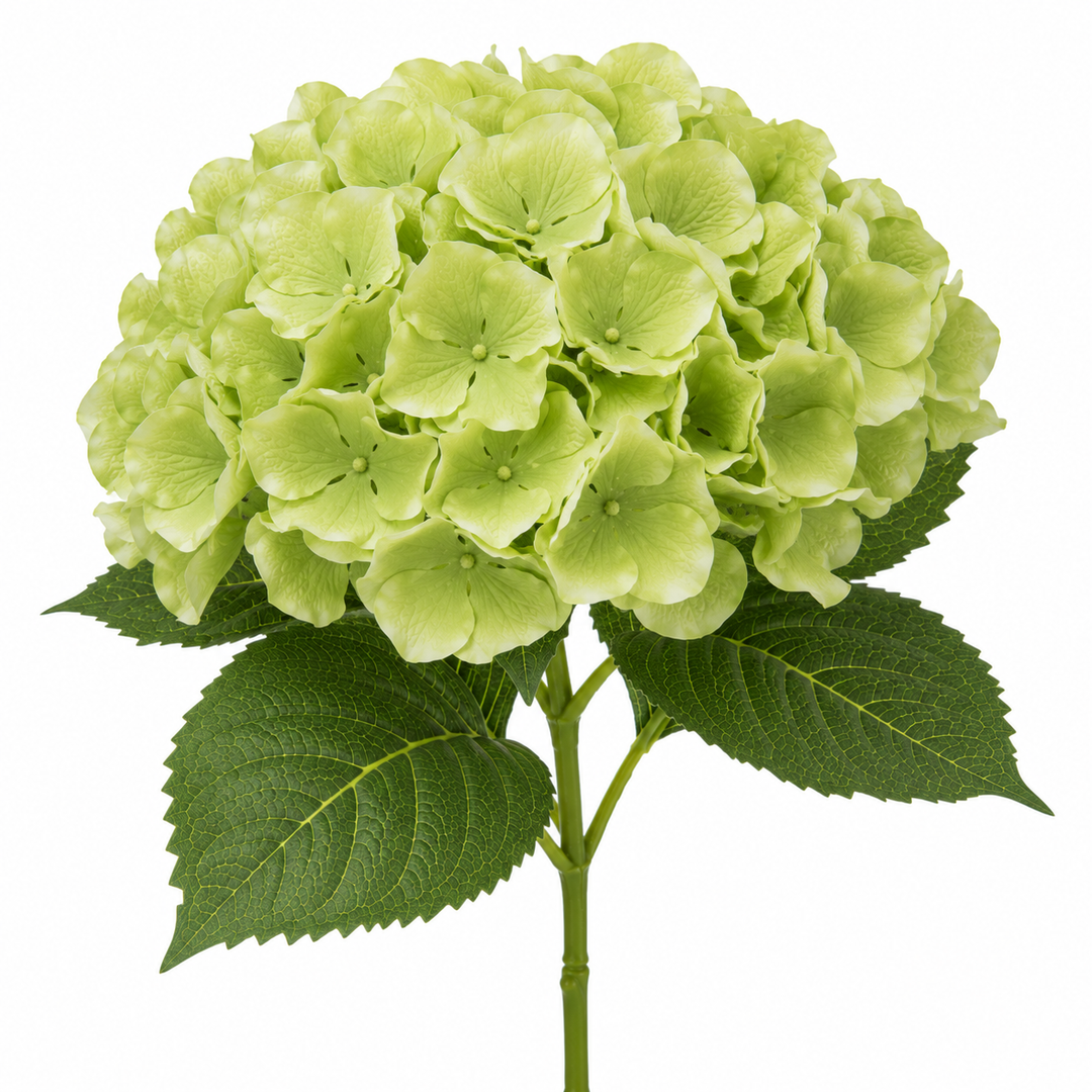 ORTENSIA VERDE