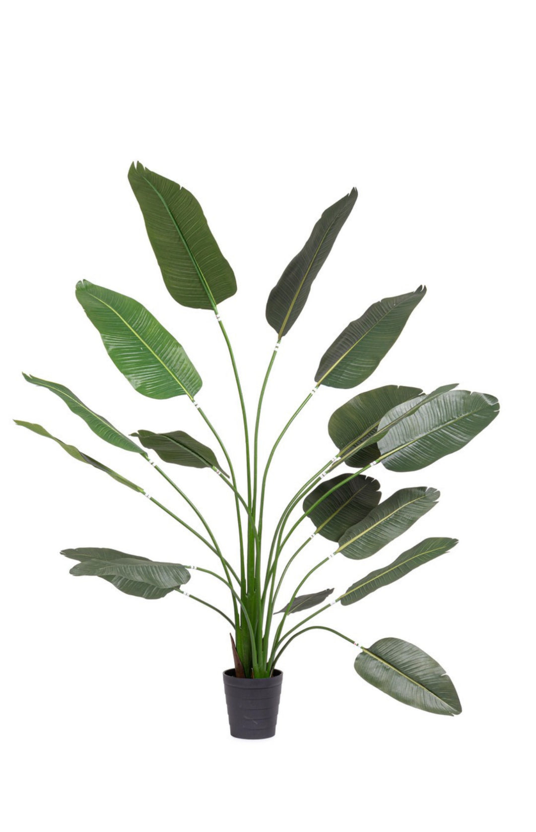 PIANTA STRETLIZIA LARGE