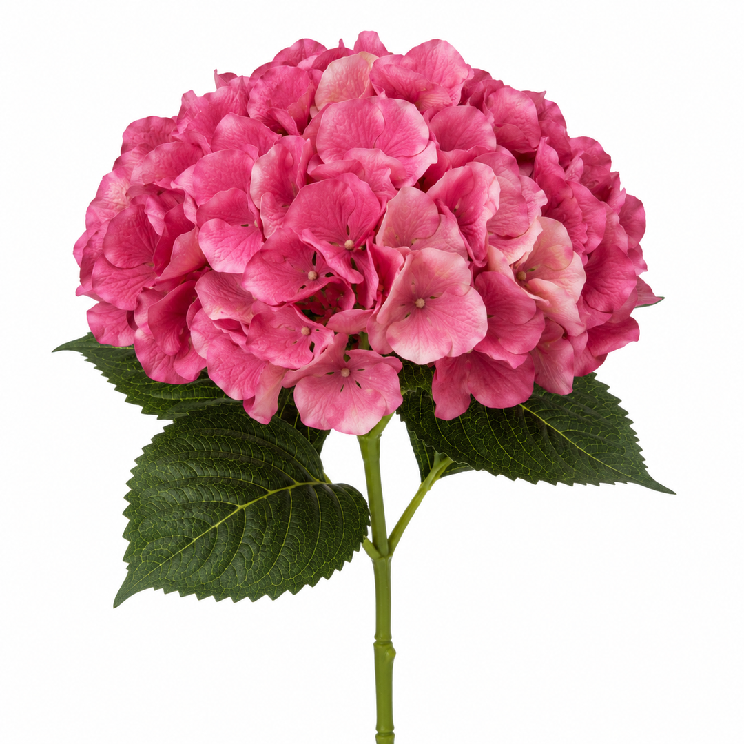 ORTENSIA FUCSIA