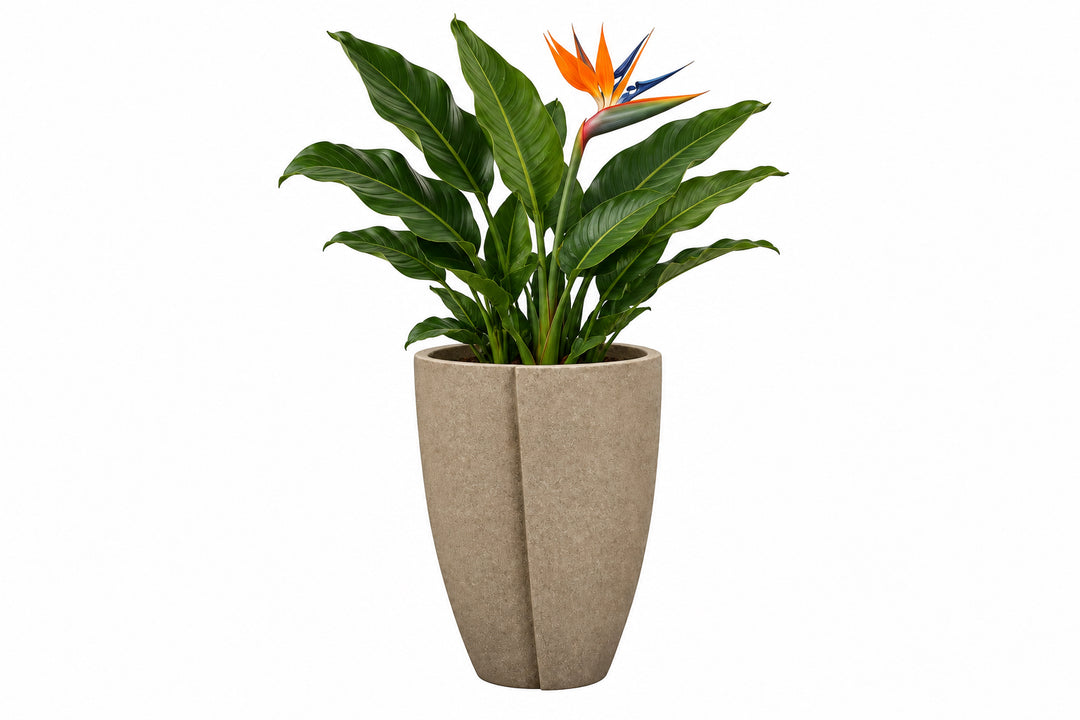 CACHET POT TORTORA SMALL