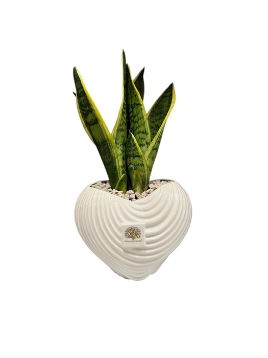 Vaso cuore grande