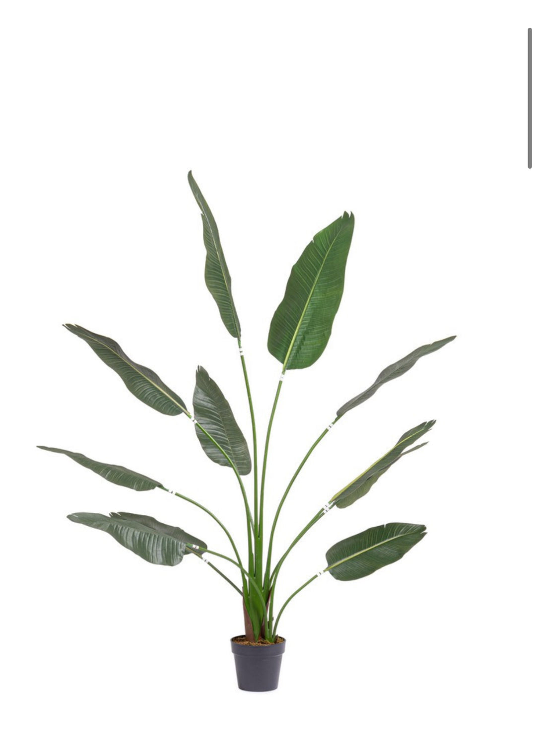 PIANTA STRETLIZIA