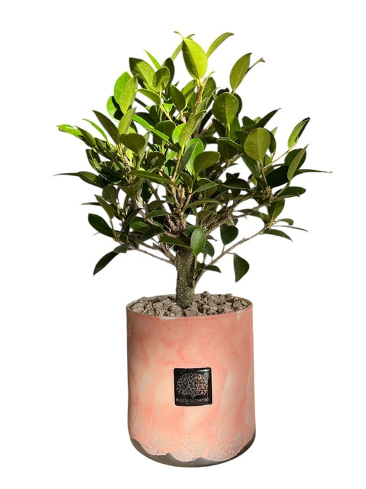 PIANTA FICUS IN VASO NUVOLA IN VETRO ROSA
