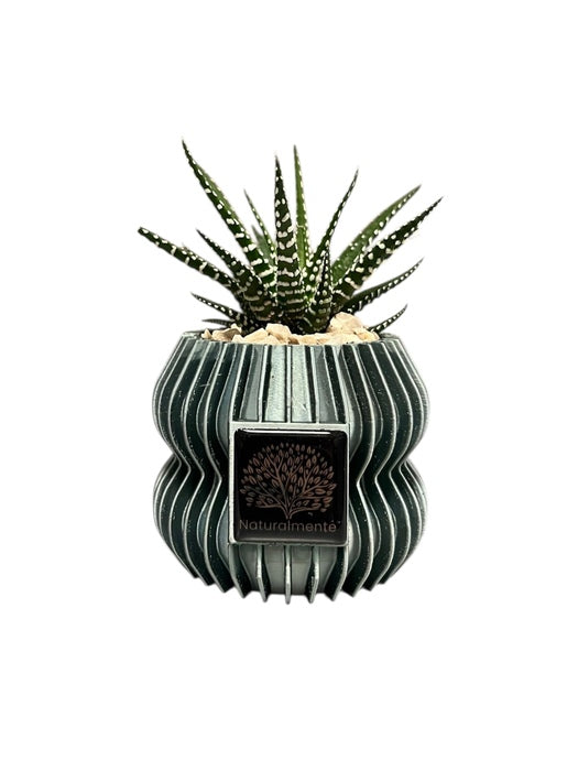 VASO PICCOLO CON PIANTA GRASSA VERDE