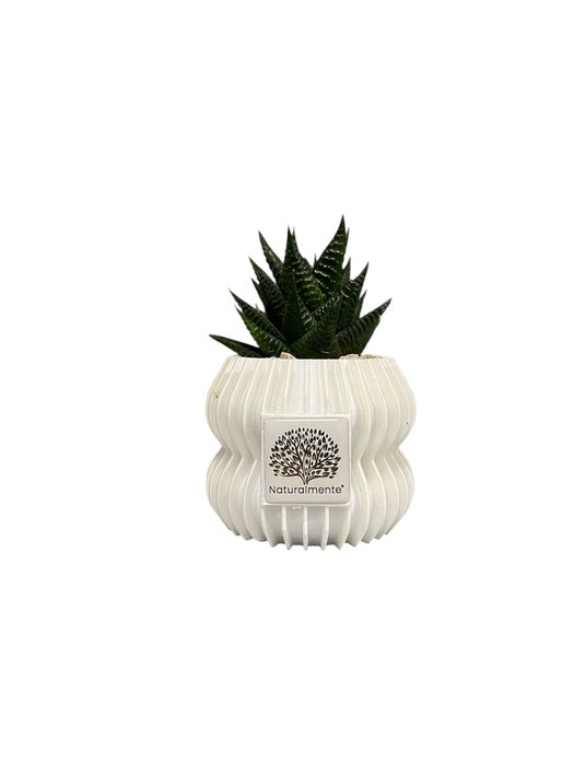VASO PICCOLO CON PIANTA GRASSA BIANCO METALLIZZATO