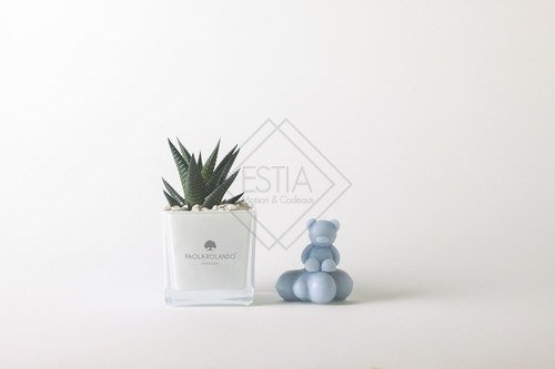 KIT PIANTA GRASSA IN CUBO IN VETRO BIANCO (8cm)E CANDELA NUVOLETTA E ORSETTO AZZURRO CON SCATOLA