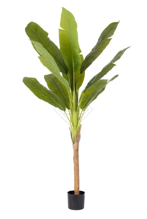 PIANTA BANANO IN PE CON VASO (80x80x210h)