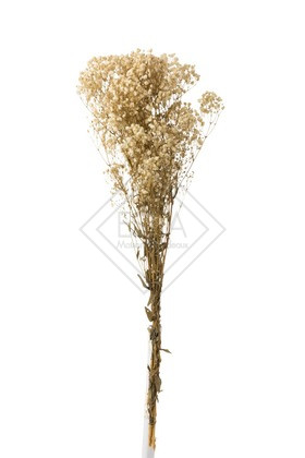 Mazzo Gypsophila Secche Ecru 10x5x84