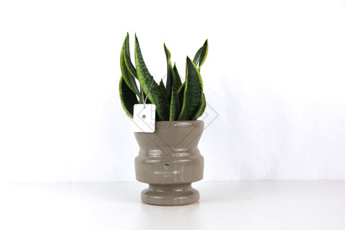 SANSEVIERIA IN VASO CILINDRO ATTICO CAPPUCCINO