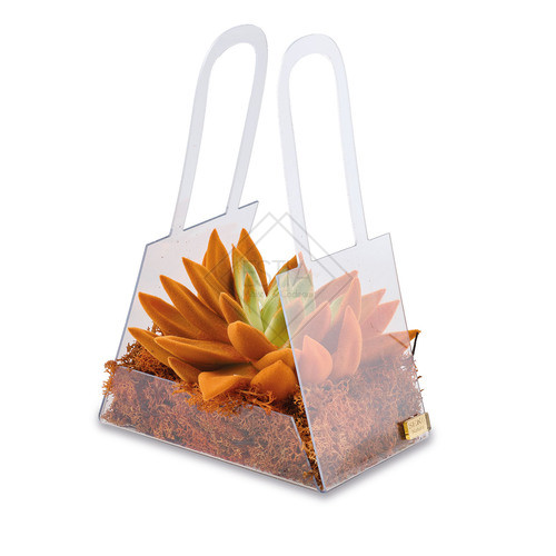 PIANTA GRASSA PICCOLA ARANCIO CON BORSA IN PLEX