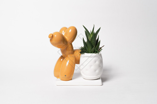 PIANTA GRASSA IN VASETTO CON DOG PALLONCINO IN CERAMICA SU BASE MANGO CON SCATOLA