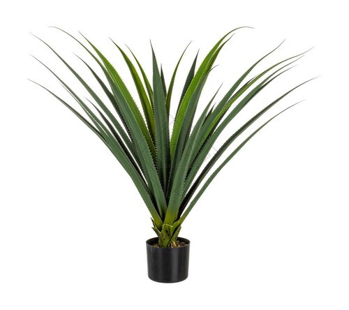 PIANTA RUSCACEAE CON VASO CON 28 FOGLIE IN PE (90h)