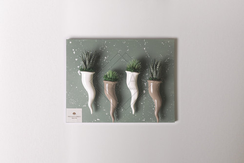PIANTA GRASSA IN 2 CORNI CAPPUCCINO E 2 BIANCHI IN CERAMICA SU TERESANNA VERDE SCREZIATO