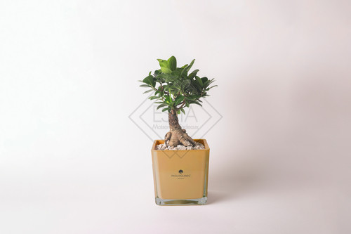 BONSAI IN VASO CUBO IN VETRO MANGO (14cm)