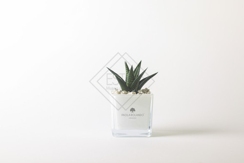 PIANTA GRASSA IN CUBO IN VETRO BIANCO (8cm)