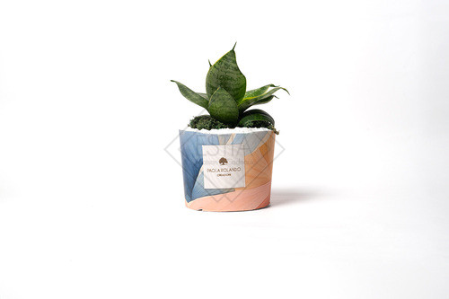 SANSEVIERA PICCOLA IN VASO IN PIETRA CON RIVESTIMENTO IN TESSUTO FLORA LIMITED EDITION 2025 CON SCATOLA