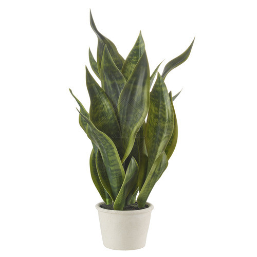 SANSEVERIA (Ø14x57h)