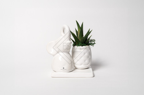 PIANTA GRASSA IN VASETTO CON ELEFANTINO IN CERAMICA SU BASE BIANCA CON SCATOLA