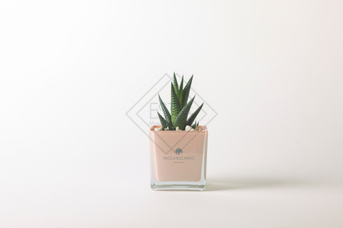 PIANTA GRASSA IN VASO CUBO IN VETRO ROSA CONCHIGLIA (8cm)