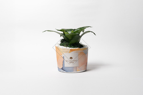 SANSEVIERA PICCOLA IN VASO IN PIETRA CON RIVESTIMENTO IN TESSUTO ALBA LIMITED EDITION 2025 CON SCATOLA